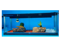 Visionarium reptile tank with plants and a lizard